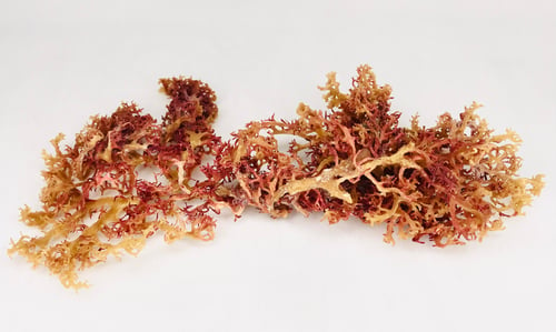 Sea Moss Red